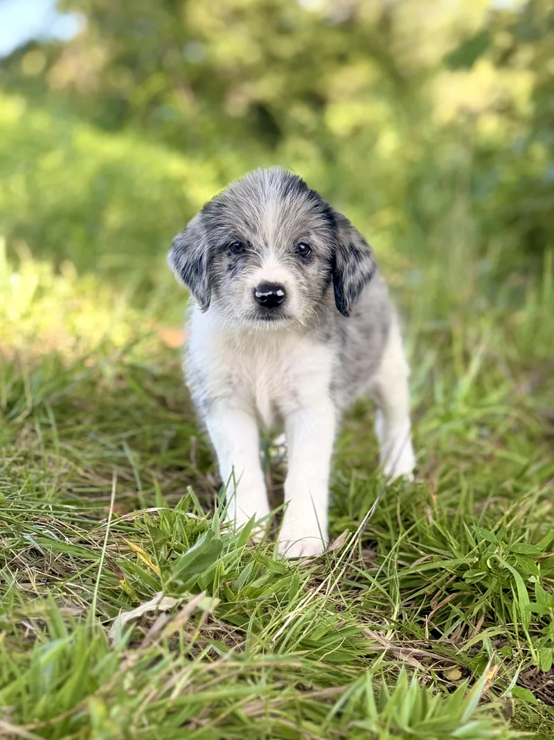 A baby small-sized male White / Cream Wheaten Terrier dog named Willie Transport for adoption in Gradyville, KY