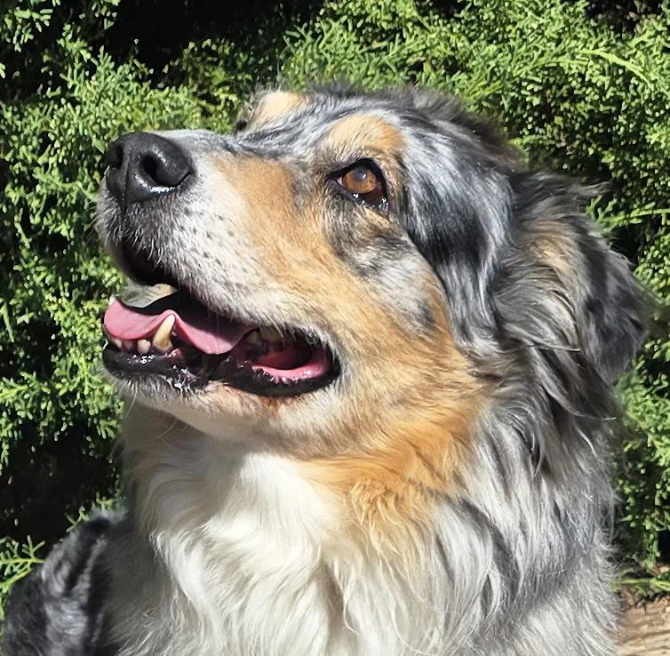 A young medium-sized female Australian Shepherd dog named The Exquisite Ms Cami for adoption in Albuquerque, NM