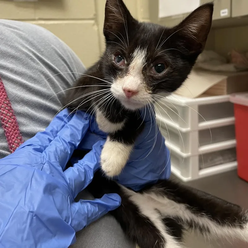 A baby small-sized male Black Domestic Short Hair cat named Prince James for adoption in Columbus, GA