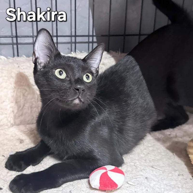 A young medium-sized female Domestic Short Hair cat named Shakira for adoption in Phoenix, AZ