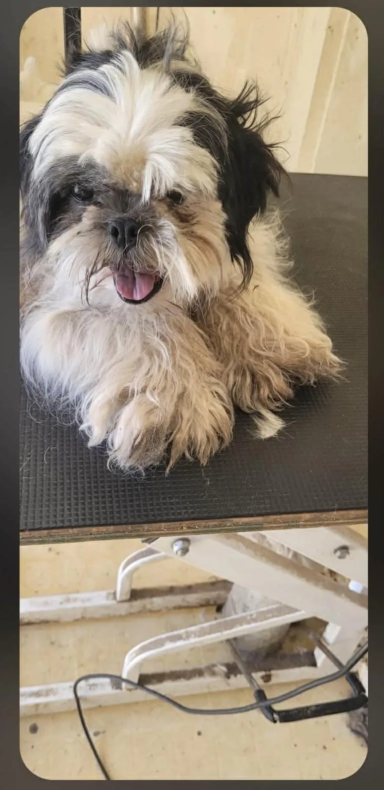 An adult small-sized female Shih Tzu dog named Moomoo for adoption in Eugene, OR