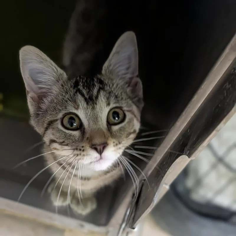 A baby medium-sized female Tabby (Brown / Chocolate) Domestic Short Hair cat named Banshee for adoption in Cape Girardeau, MO