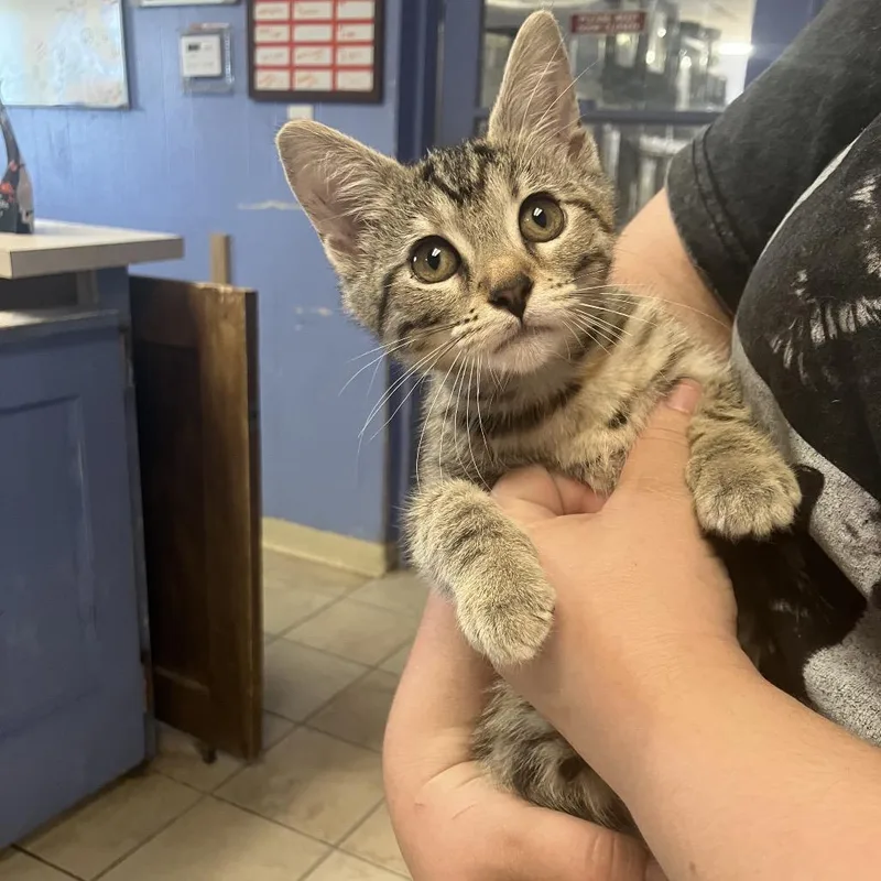 Banshee thumbnail 2
