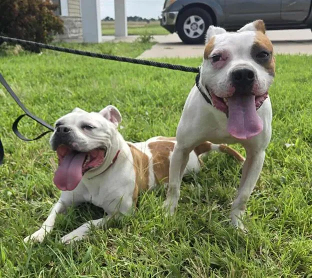 Nelly And Cassius thumbnail 4