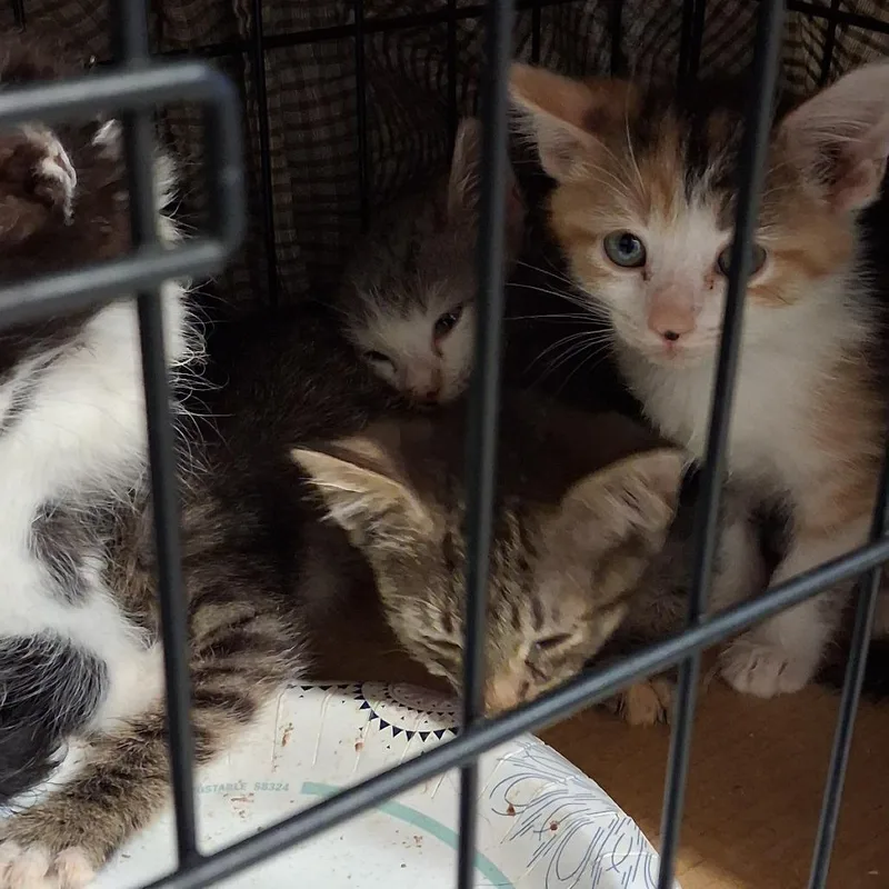 A baby small-sized female Black Domestic Short Hair cat named Chickpea for adoption in Hemet, CA