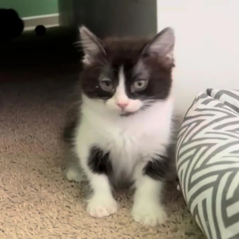 Chickpea thumbnail 3