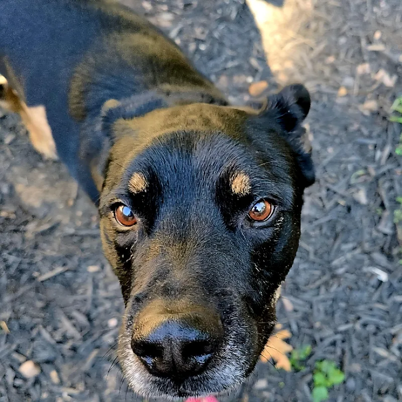 An adult medium-sized male Black Doberman Pinscher dog named King for adoption in Magnolia, TX