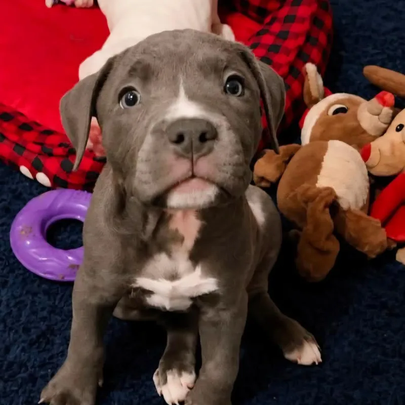 A baby medium-sized female Gray / Blue / Silver Pit Bull Terrier dog named Joan Jett for adoption in Joliet, IL