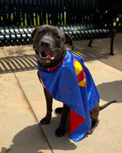 A young medium-sized male Pit Bull Terrier dog named Terry for adoption in Knoxville, TN