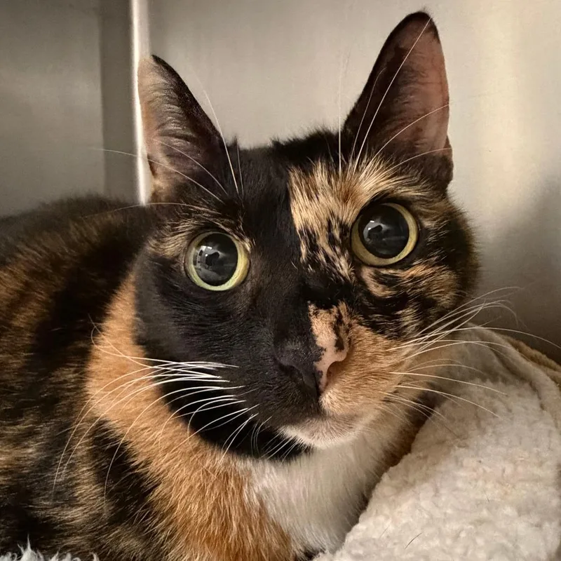 An adult medium-sized female Black Domestic Short Hair cat named Cinnamon for adoption in Titusville, FL