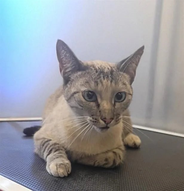 An adult medium-sized female Domestic Short Hair cat named Delilah for adoption in Castaic, CA