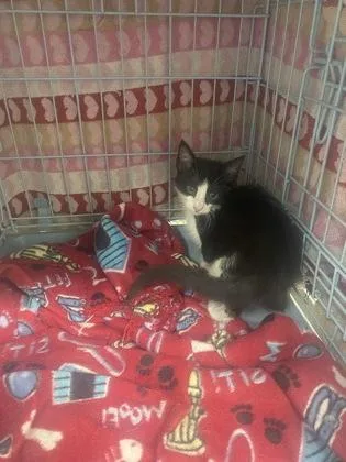 A baby small-sized male Domestic Short Hair cat named Gusherz for adoption in Gainesville, FL