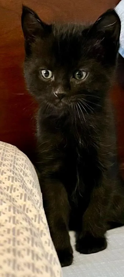 A baby small-sized male Domestic Short Hair cat named Franklin for adoption in Cottonwood, AZ