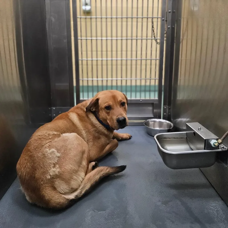 An adult large-sized male Golden Mixed Breed dog named Tyson for adoption in Memphis, TN