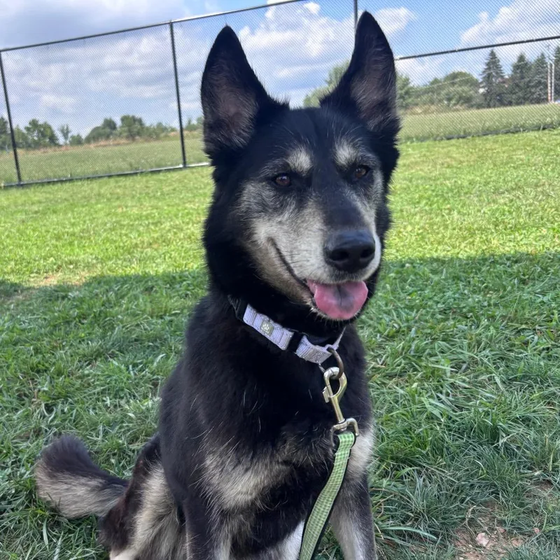 An adult medium-sized female Black Husky dog named Sora for adoption in York, PA