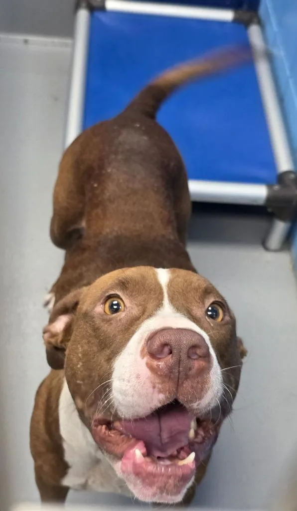 An adult medium-sized female Pit Bull Terrier dog named Dollywood for adoption in Hartsville, SC