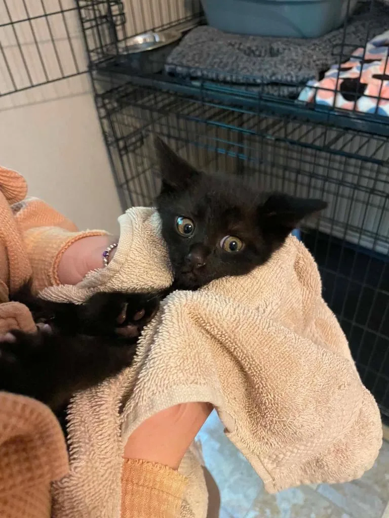 A baby large-sized female Domestic Short Hair cat named Jalapena for adoption in Parsons, WV