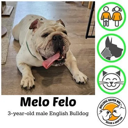 An adult large-sized male English Bulldog dog named Melo Felo for adoption in Bonney Lake, WA