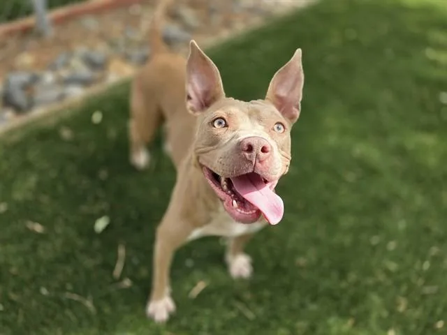 Trixie