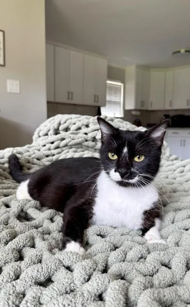 Purrkinson thumbnail 3