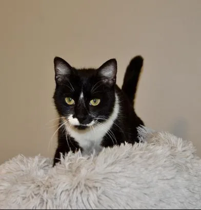 Purrkinson thumbnail 5