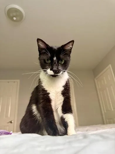 Purrkinson thumbnail 6