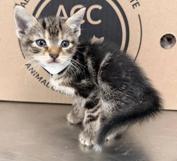 A baby small-sized female Domestic Short Hair cat named Danube for adoption in New York, NY