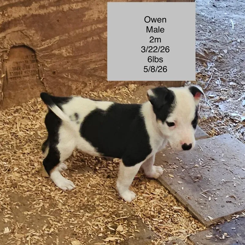 A baby small-sized male Tricolor (Brown, Black, & White) Australian Cattle Dog / Blue Heeler dog named Owen for adoption in Colorado Springs, CO