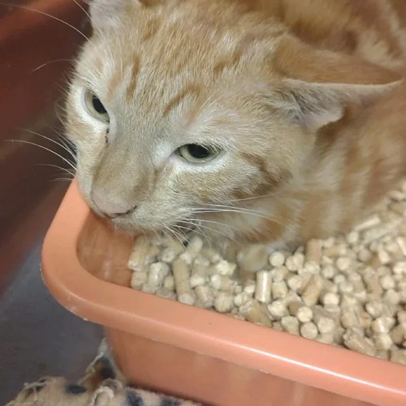 A baby small-sized male Orange / Red Domestic Short Hair cat named Cozmo for adoption in Ashtabula, OH
