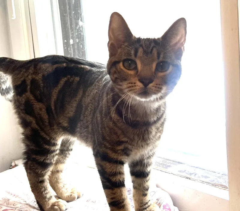 A young medium-sized male Tabby (Brown / Chocolate) Tabby cat named River for adoption in Dayville, CT
