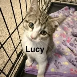 A baby medium-sized female Tabby (Buff / Tan / Fawn) Domestic Short Hair cat named Lucy for adoption in Annapolis, MD