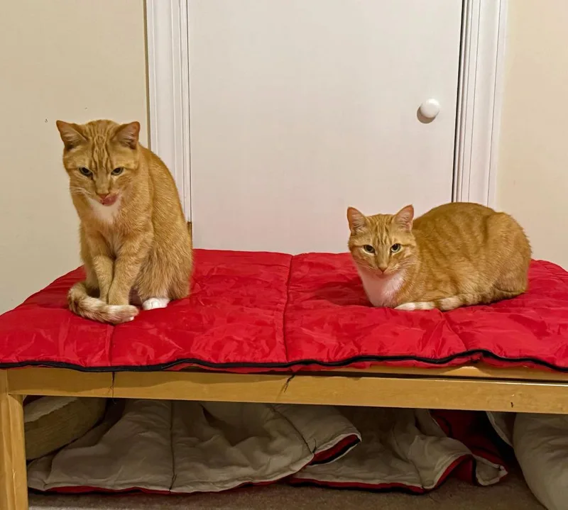 Guinessfs thumbnail 2