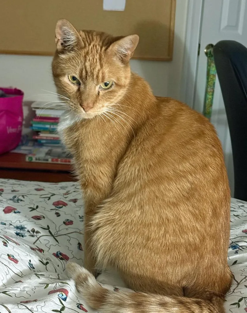 Guinessfs thumbnail 3