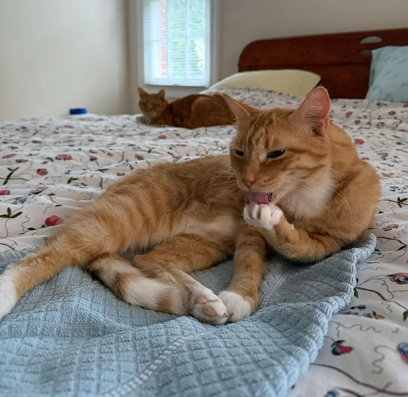 Guinessfs thumbnail 4