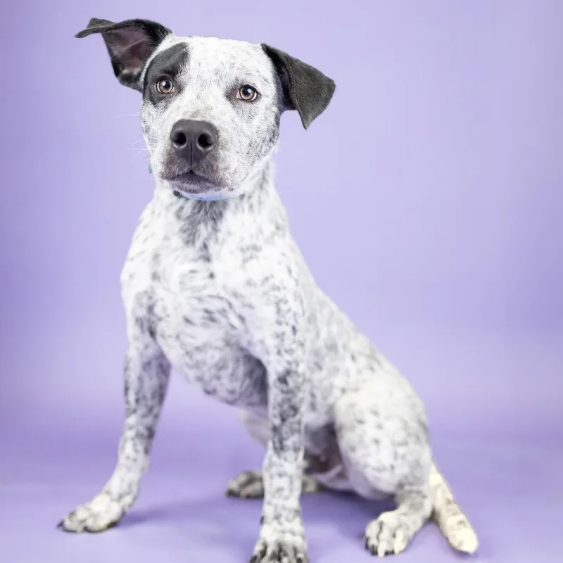 A young medium-sized male Black Cattle Dog dog named Bruno for adoption in Portland, OR