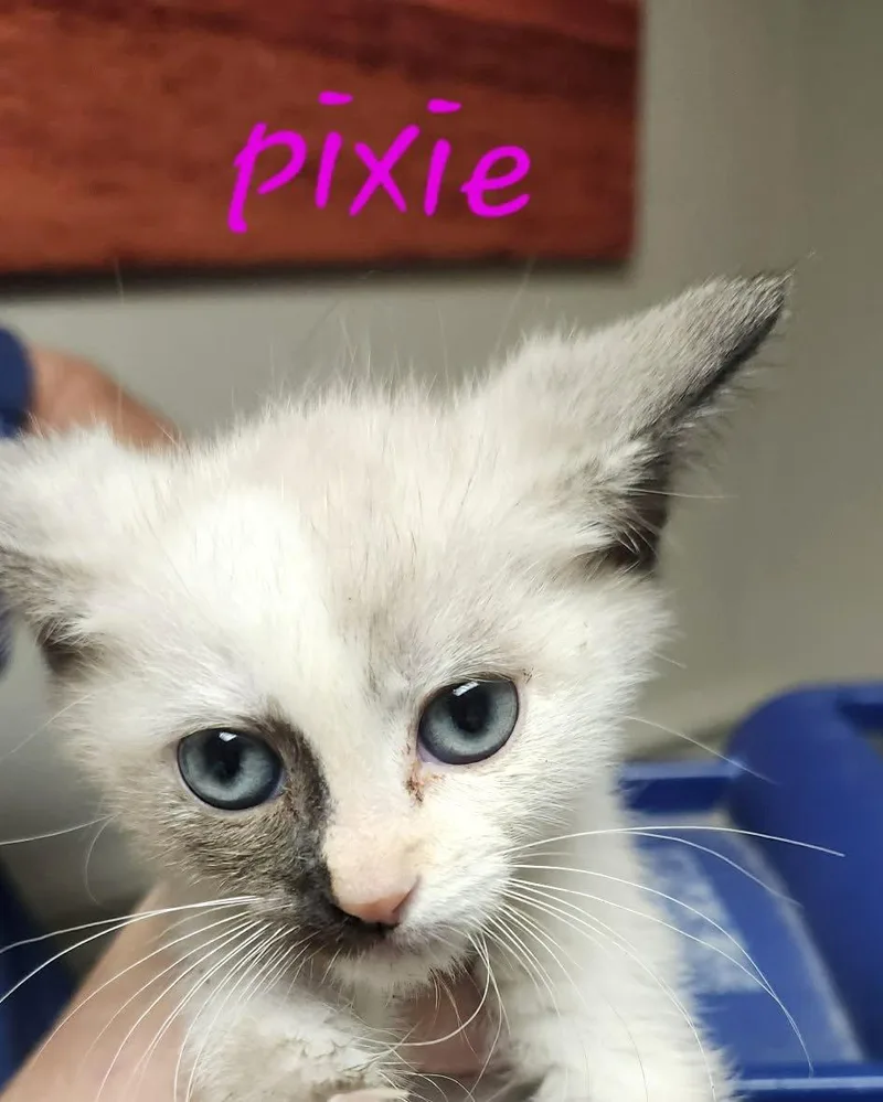 A baby small-sized female Domestic Short Hair cat named Pixie C Klein for adoption in Saunderstown, RI