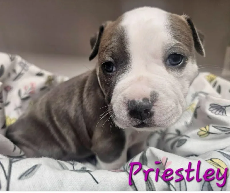 A baby small-sized female Pit Bull Terrier dog named Priestley for adoption in merrillville, IN