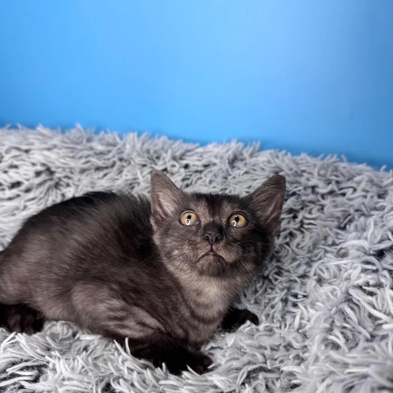 A baby small-sized female Black Domestic Short Hair cat named Isla for adoption in San Antonio, TX