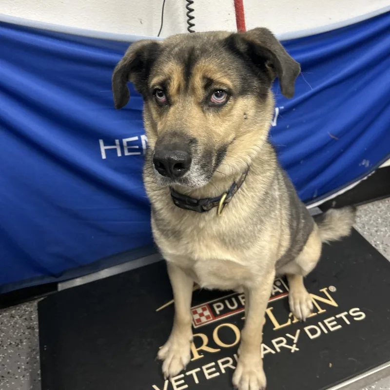 An adult large-sized male Brown / Chocolate Shepherd dog named Danny Zuko for adoption in Henderson, NV