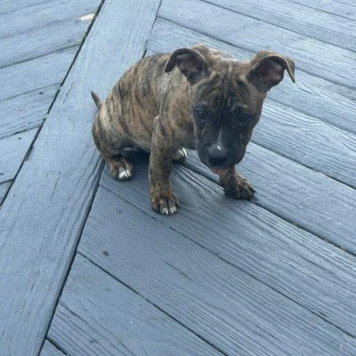 A baby small-sized female Mixed Breed dog named Honolulu Sun for adoption in Toms River, NJ
