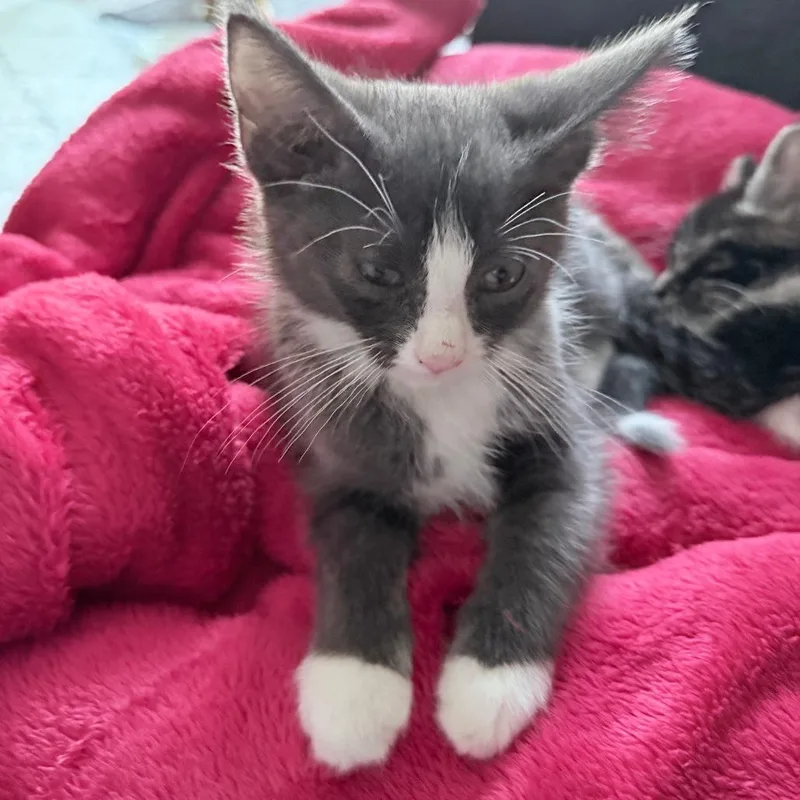 A baby small-sized male Gray / Blue / Silver Domestic Short Hair cat named Olive C for adoption in Princeton, MN
