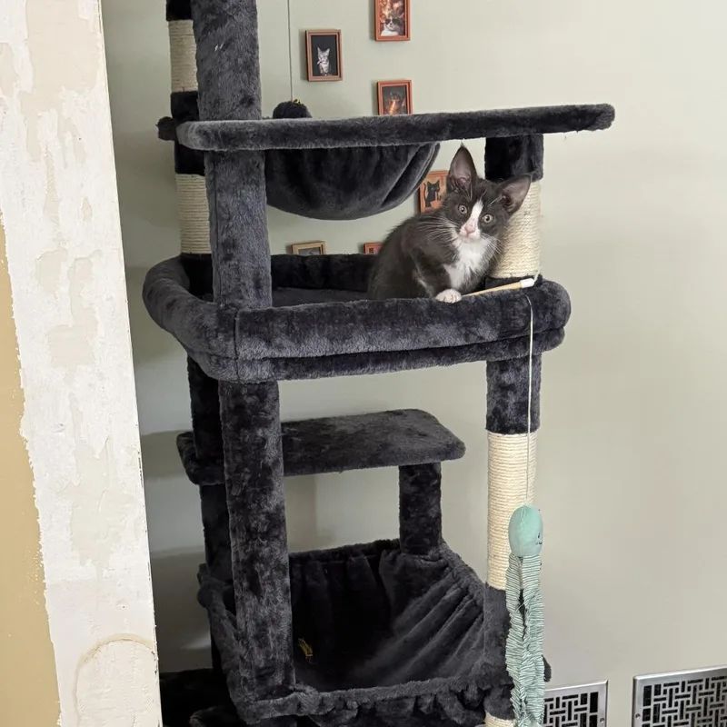 Olive C thumbnail 3