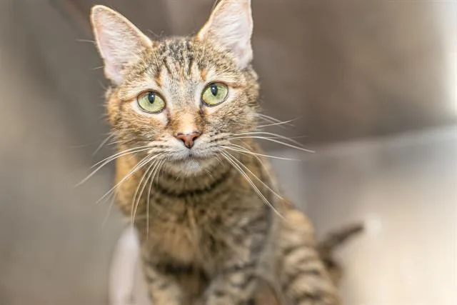 An adult medium-sized female Domestic Short Hair cat named Bladee for adoption in Charlotte, NC