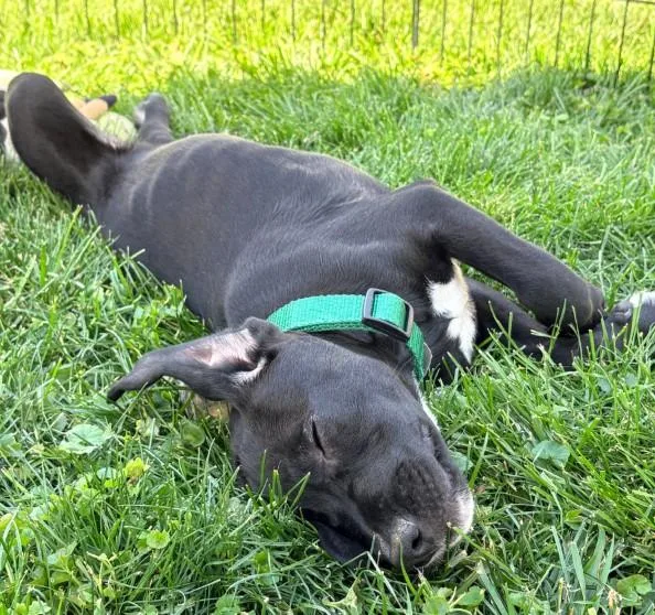 A baby large-sized male Black Labrador Retriever dog named Bandit for adoption in Warrington, PA