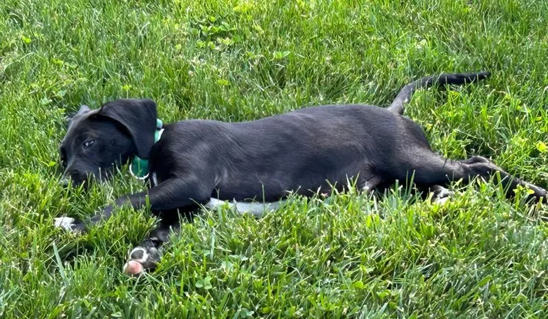 Bandit thumbnail 4