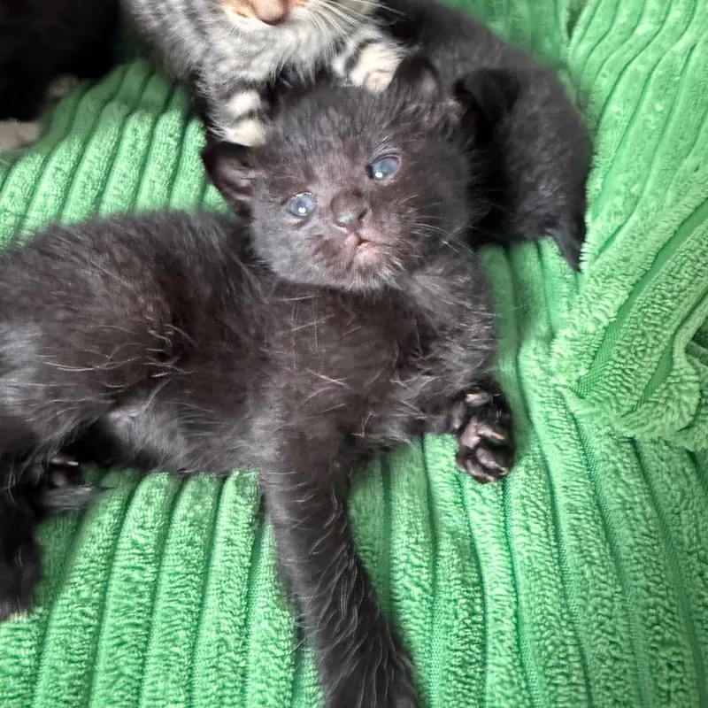 A baby small-sized female Black Domestic Short Hair cat named Cornell for adoption in Sarasota, FL