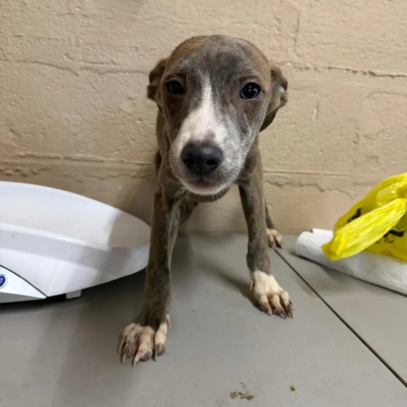 A baby small-sized female Brindle Mixed Breed dog named Gelato for adoption in Parkersburg, WV