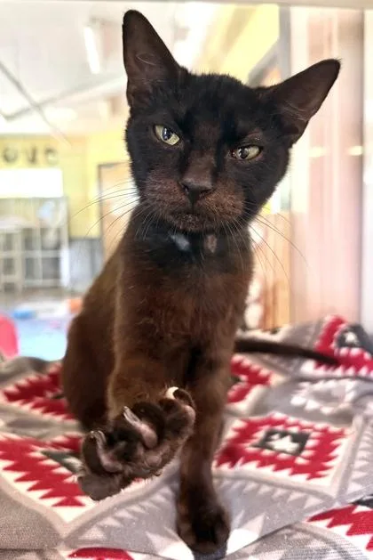 A young medium-sized male Black Domestic Short Hair cat named Sterling for adoption in Fernandina Beach, FL