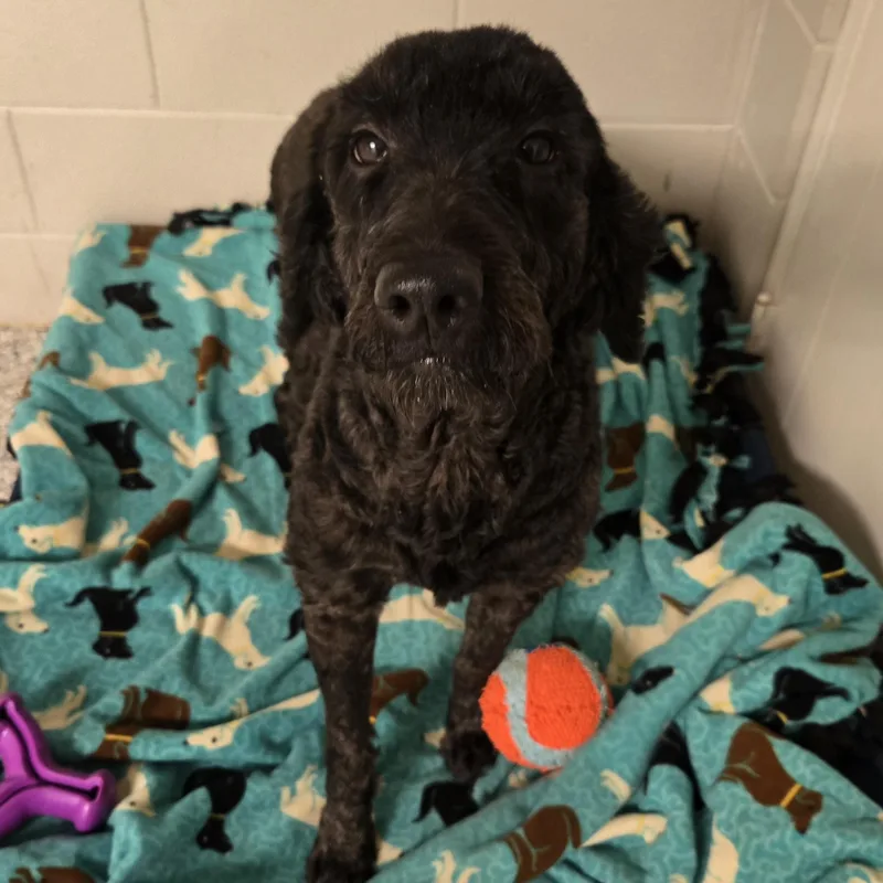An adult medium-sized female Black Goldendoodle dog named Midnight for adoption in Normal, IL