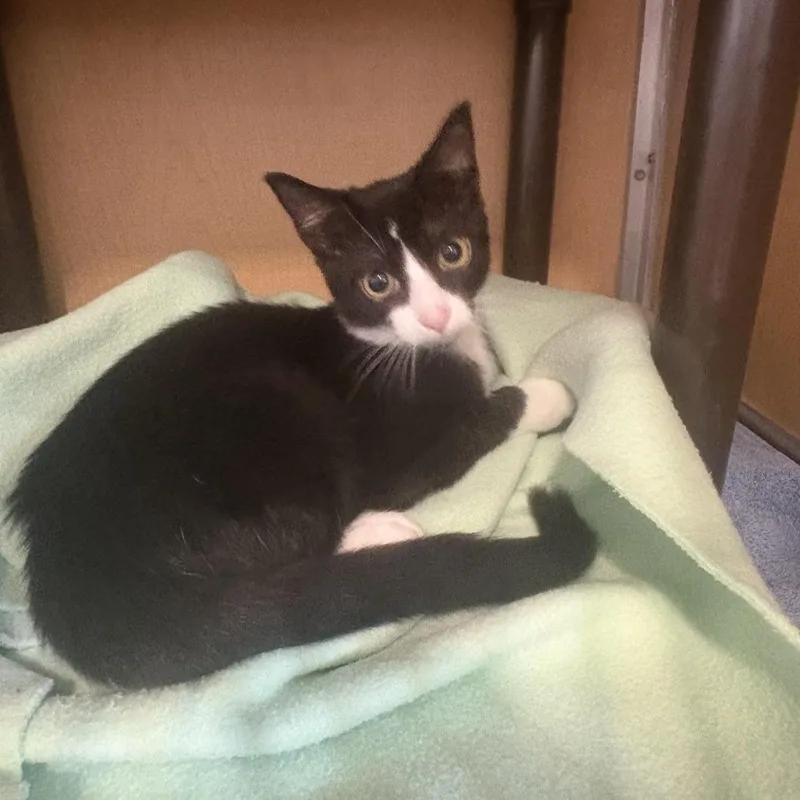 A baby small-sized male Black Domestic Short Hair cat named Rod Stewart for adoption in Chesapeake, VA
